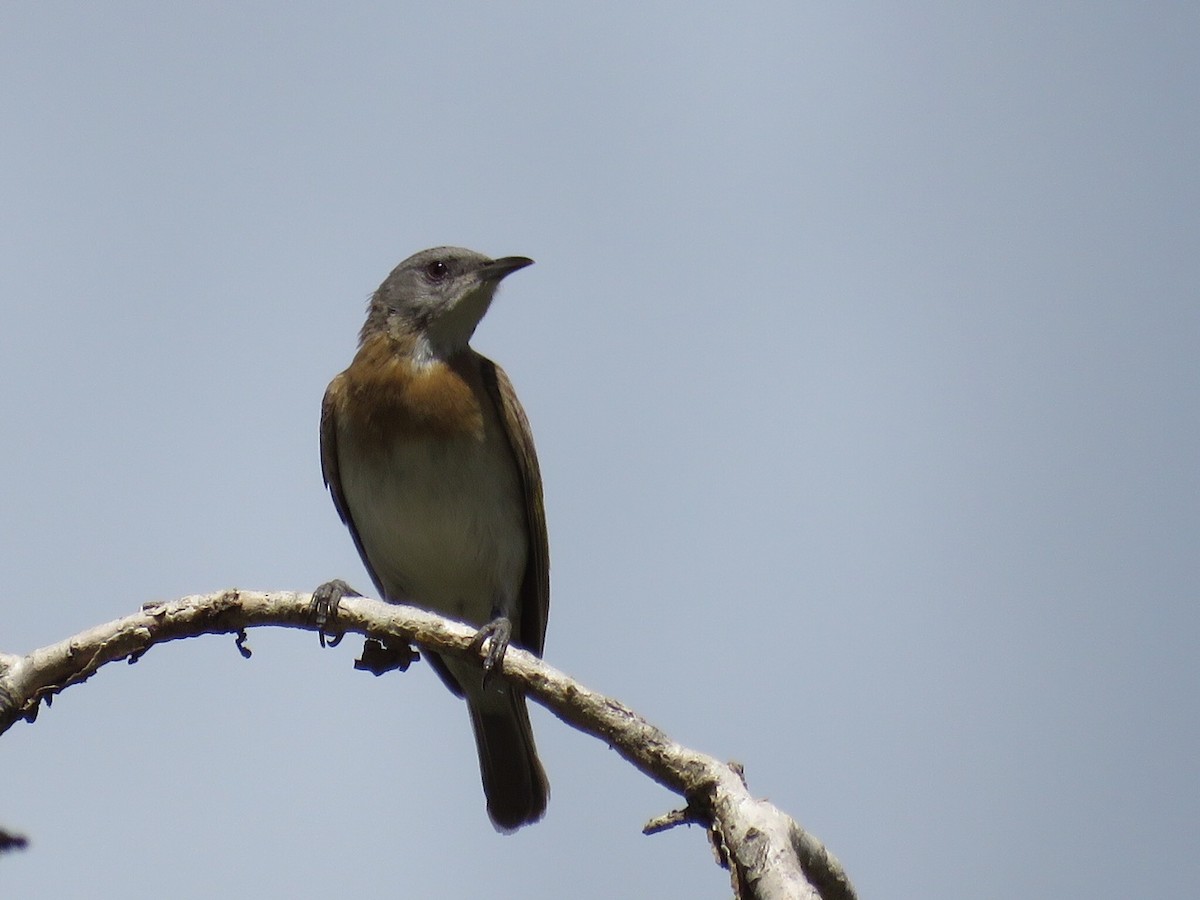 Rufous-banded Honeyeater - ML59580181