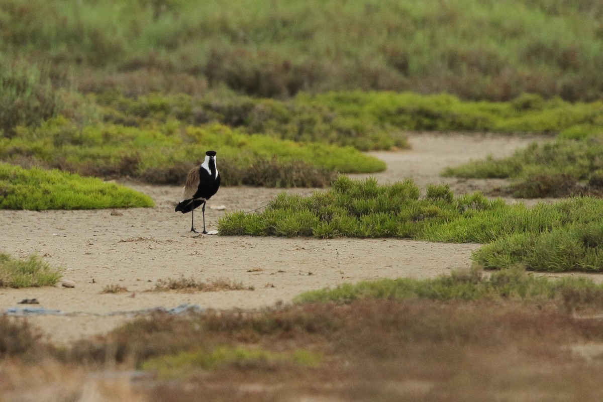 Spur-winged Lapwing - ML595801821