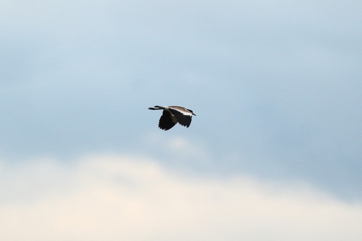 Spur-winged Lapwing - ML595801841