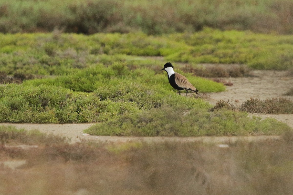 Spur-winged Lapwing - ML595801851