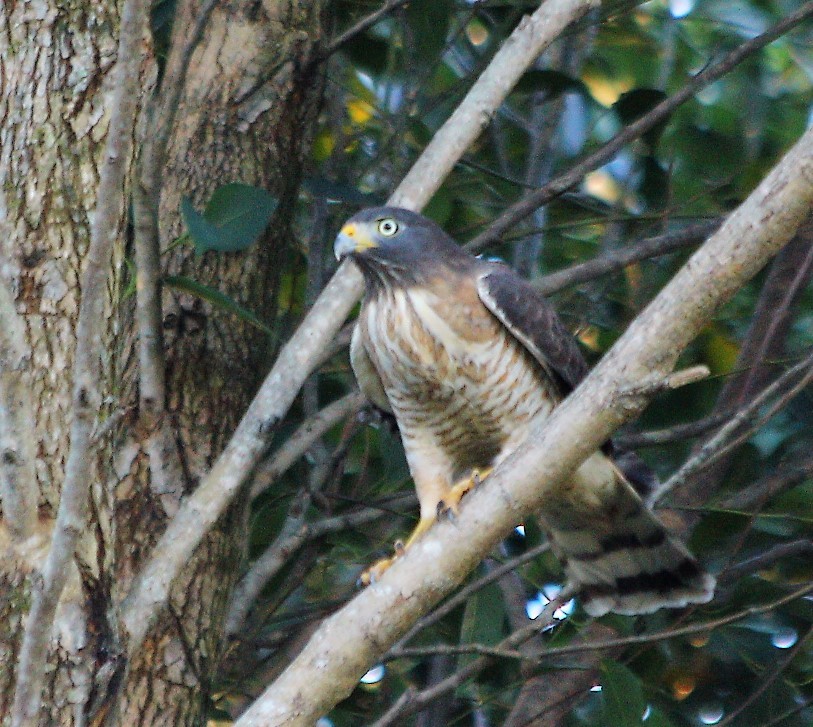 Roadside Hawk - ML59580261