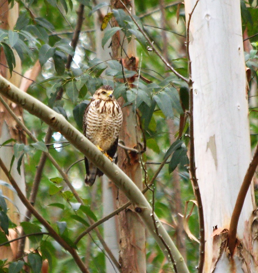 Roadside Hawk - ML59580291