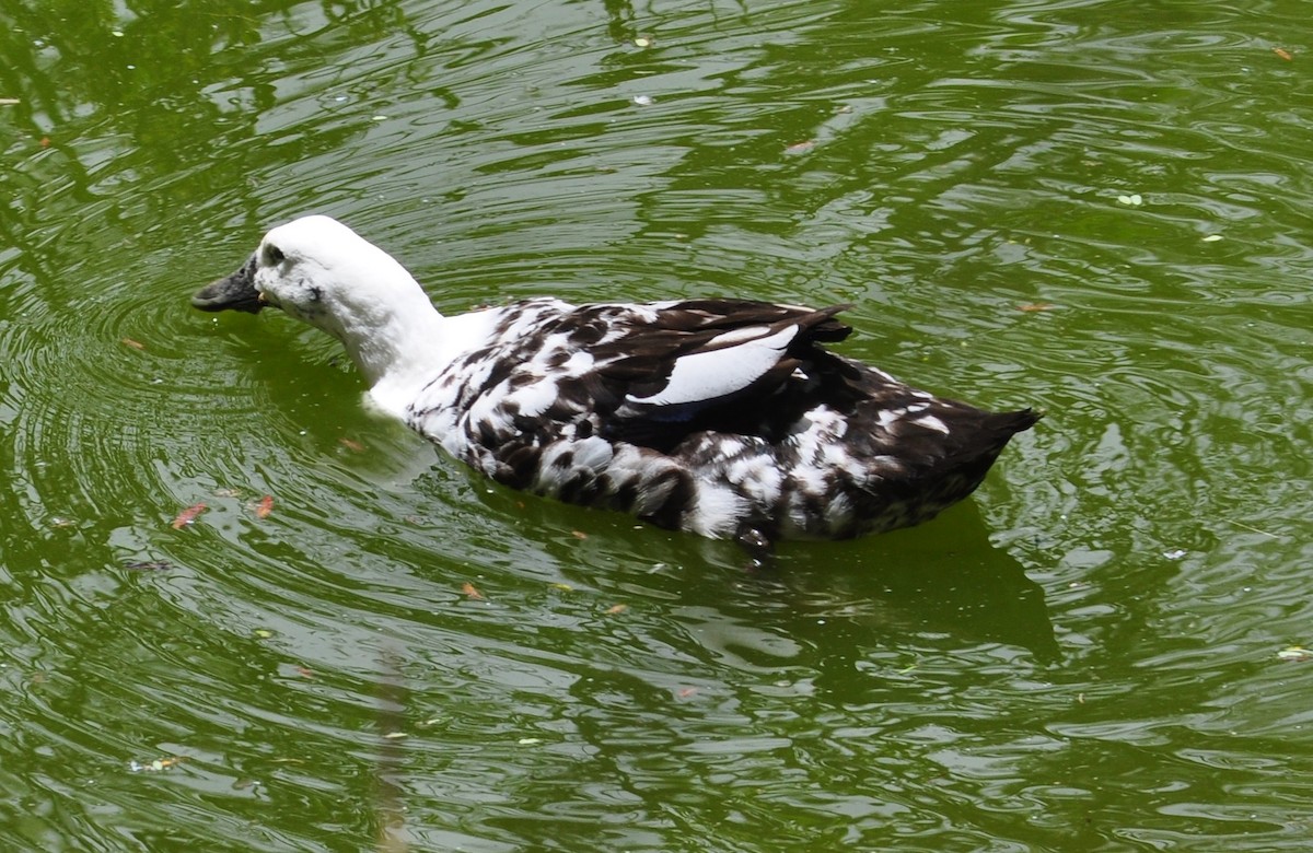 dabbling duck sp. - M.K. McManus-Muldrow