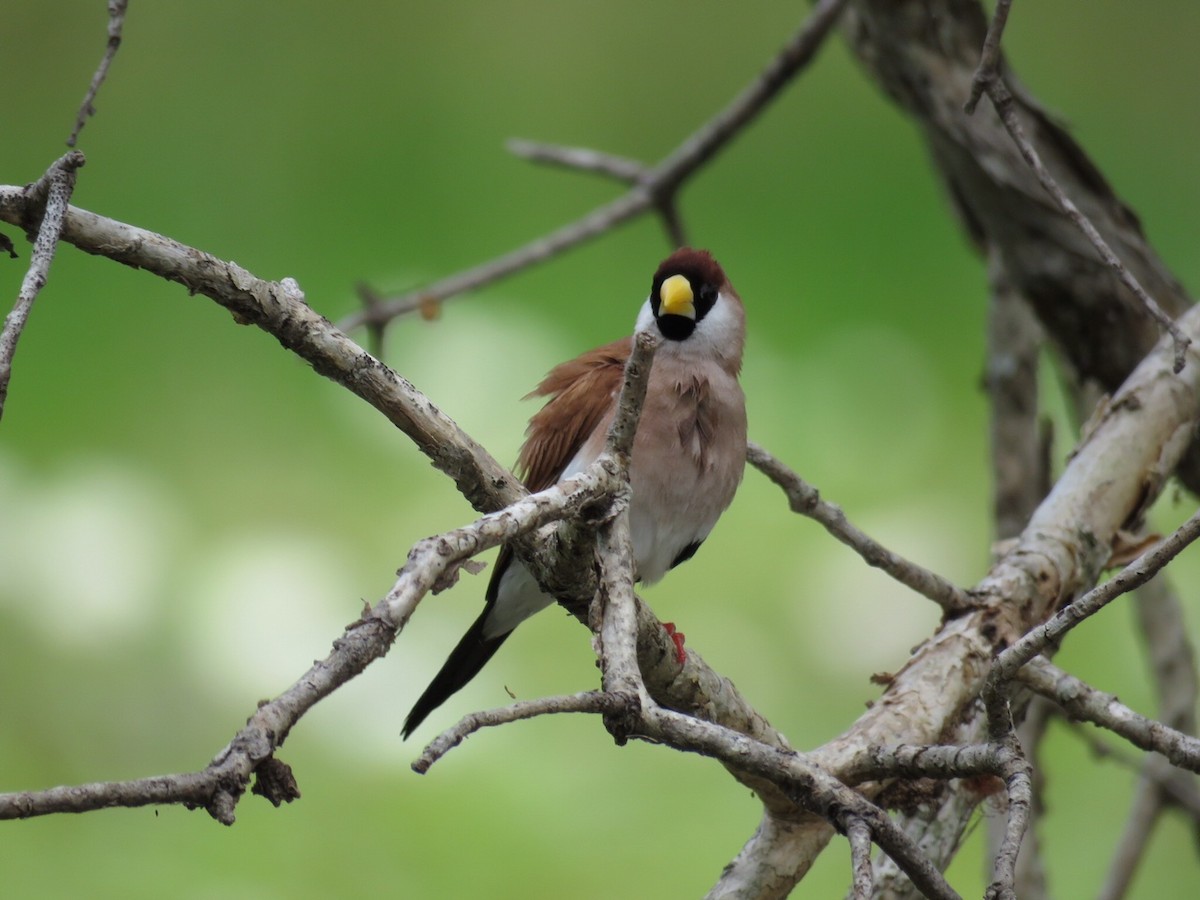 Masked Finch - Stephen Kaye