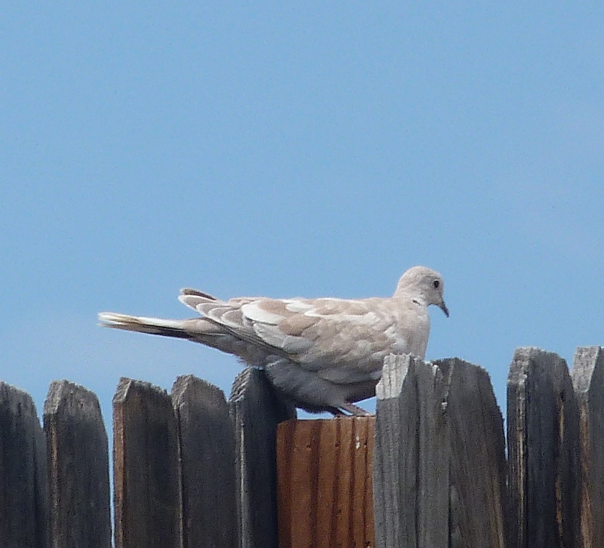 Eurasian Collared-Dove - ML595804801