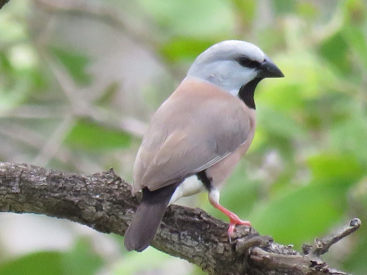 Black-throated Finch - ML59580481