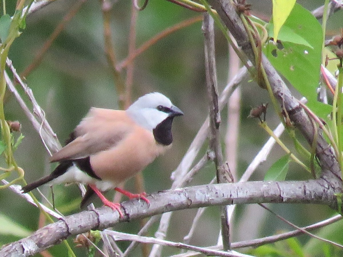 Black-throated Finch - ML59580501
