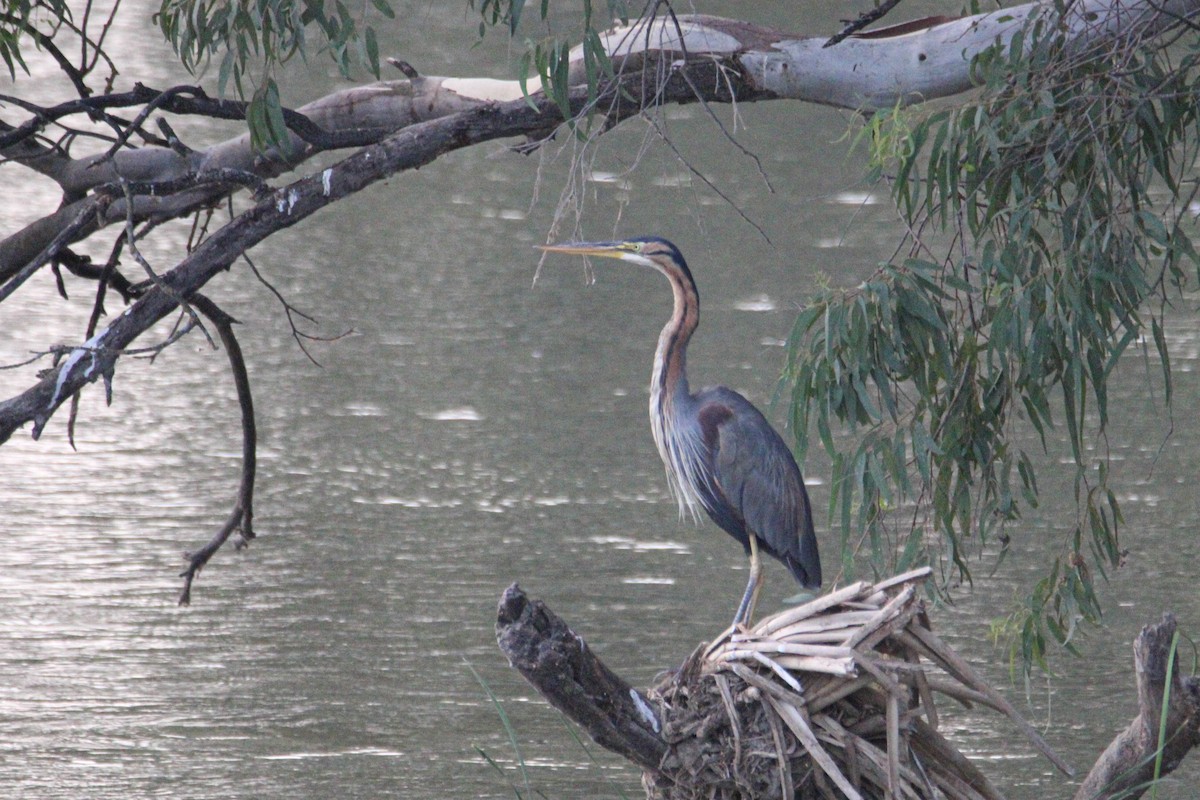 Purple Heron - ML595805011