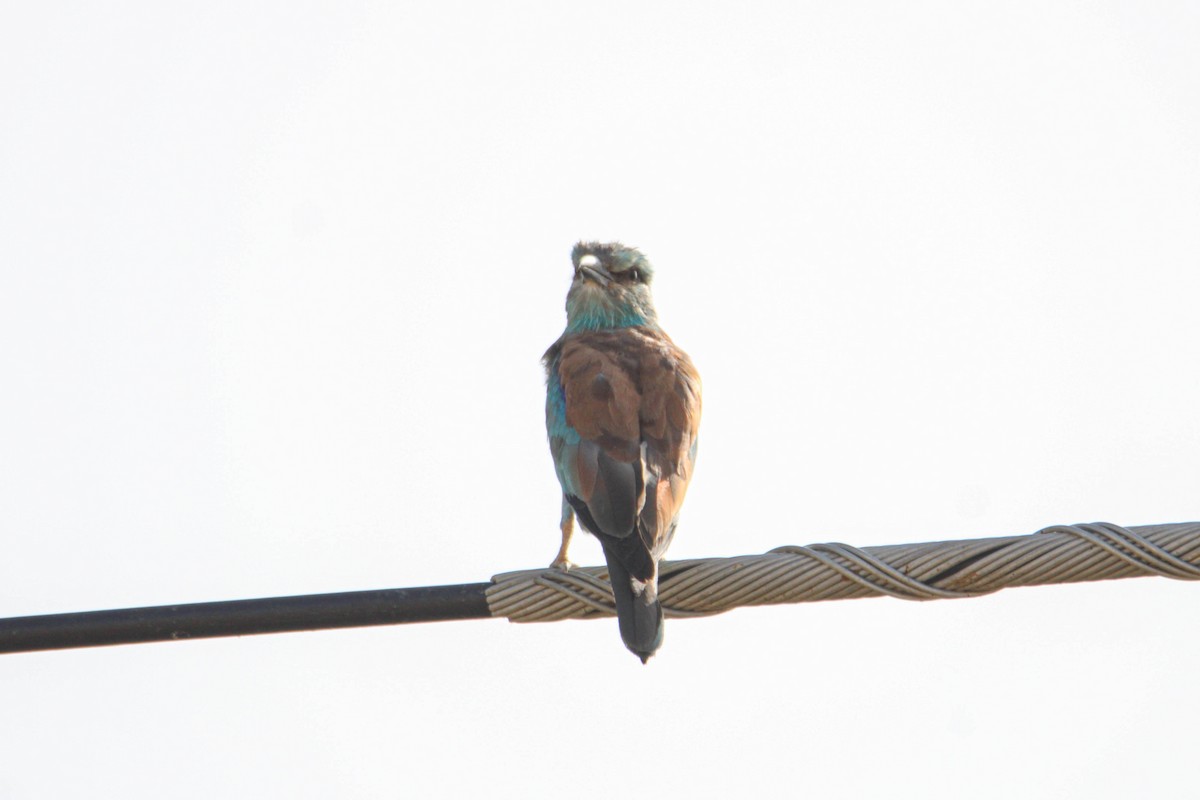 European Roller - ML595805061