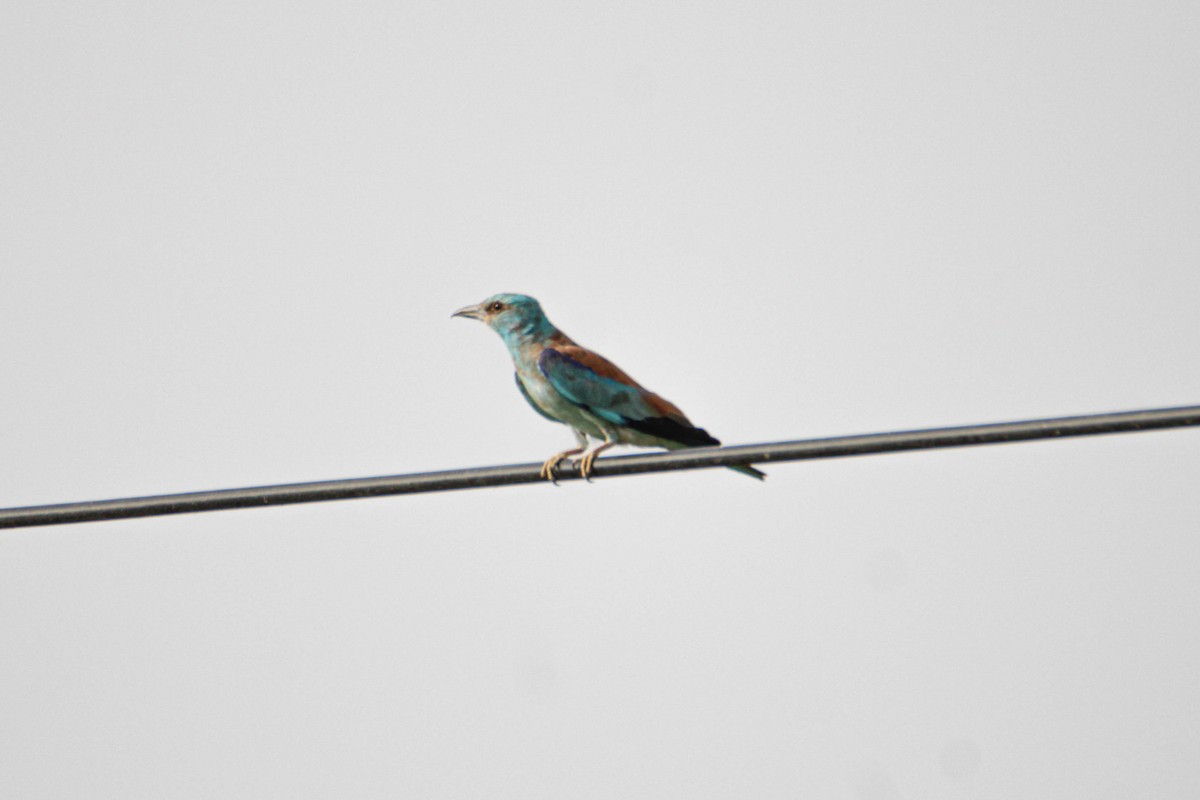 European Roller - ML595805261