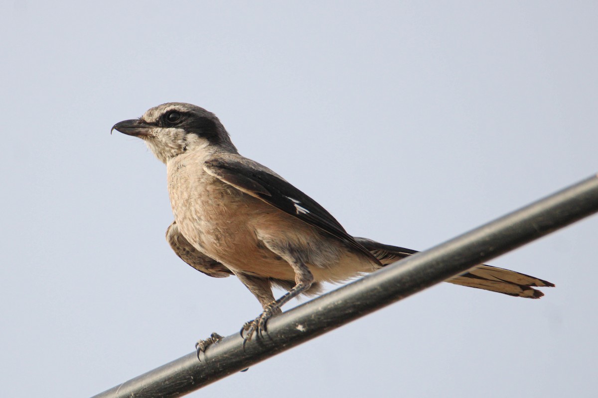 Iberian Gray Shrike - ML595805281