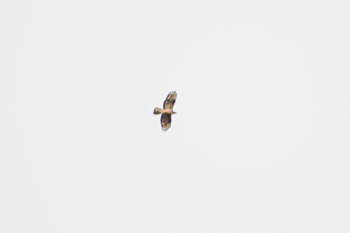 European Honey-buzzard - ML595805401