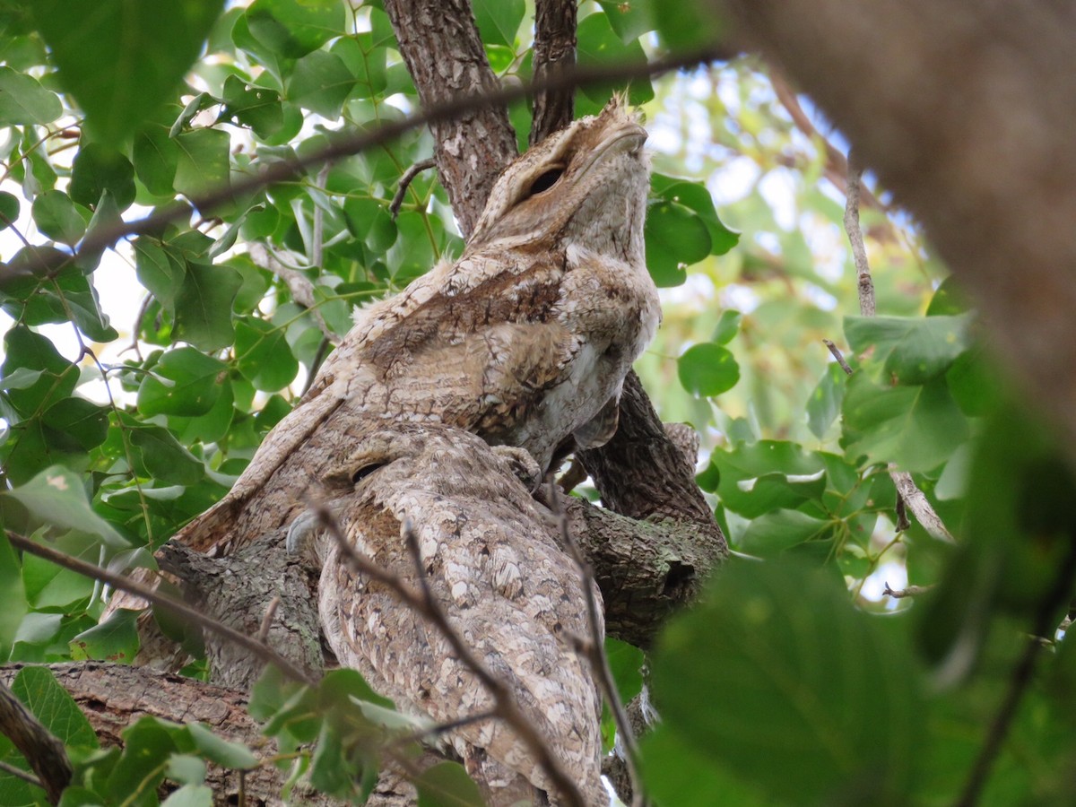 Papuan Frogmouth - ML59580571