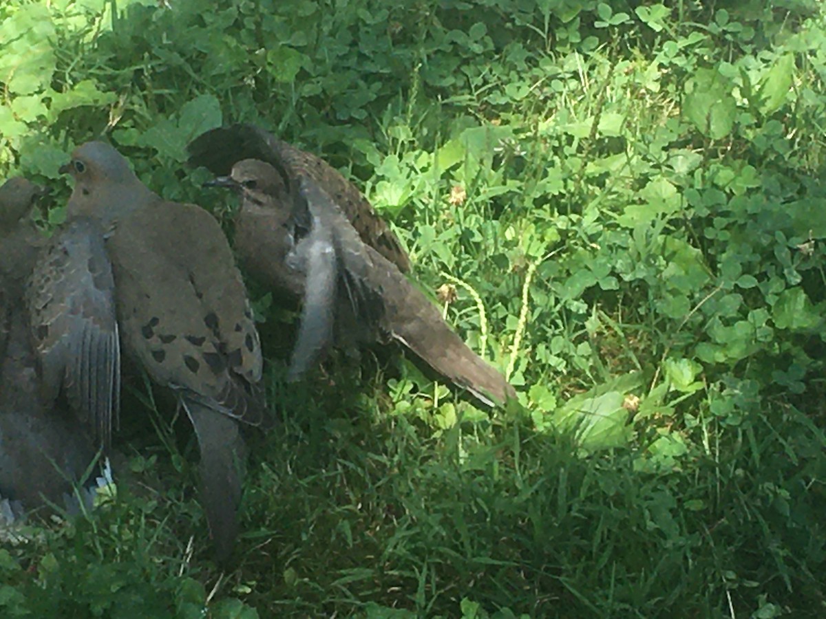 Mourning Dove - David Walbeck