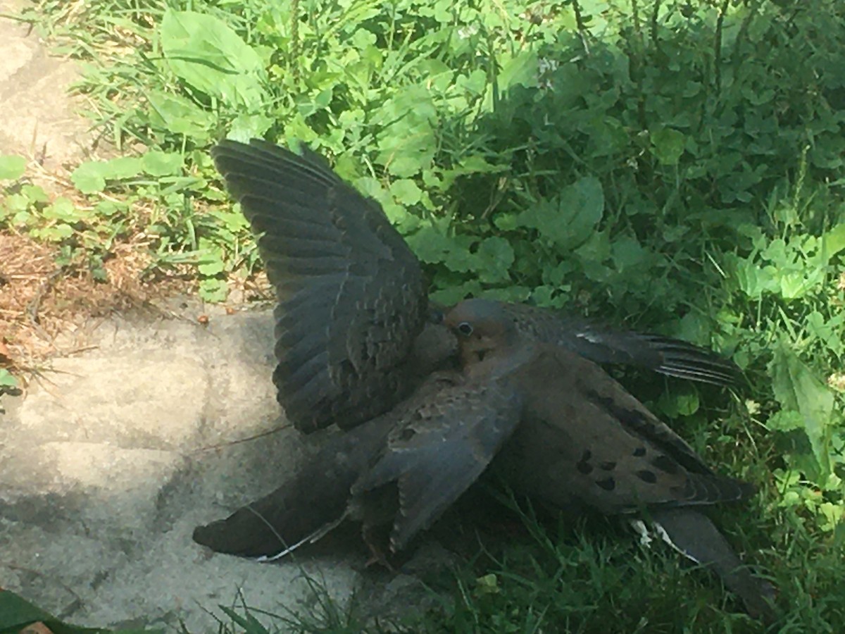 Mourning Dove - David Walbeck