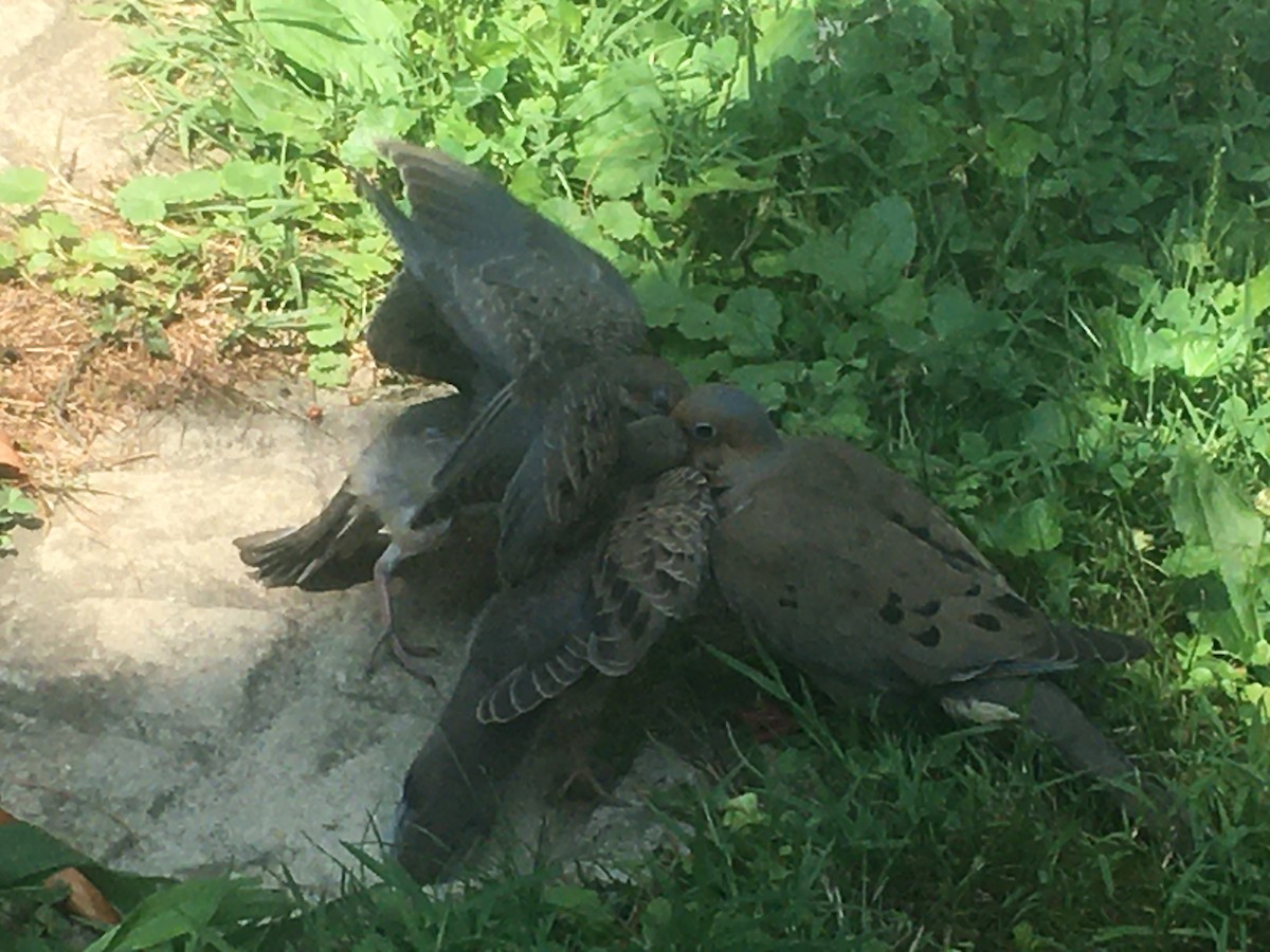 Mourning Dove - ML595806071