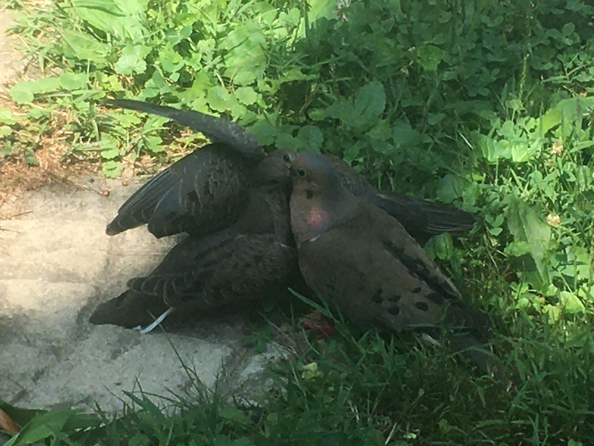 Mourning Dove - ML595806081