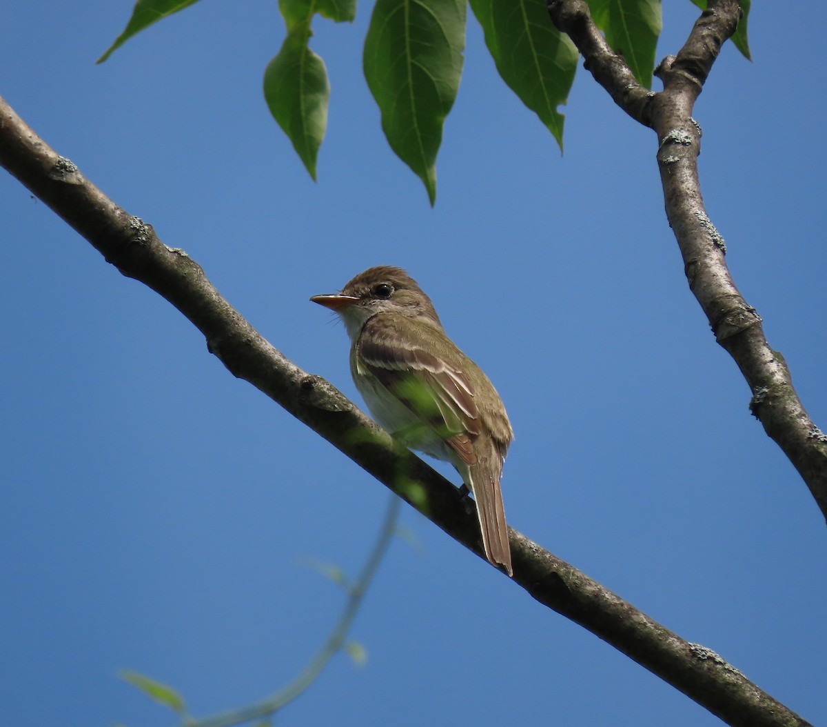 Least Flycatcher - ML595806681