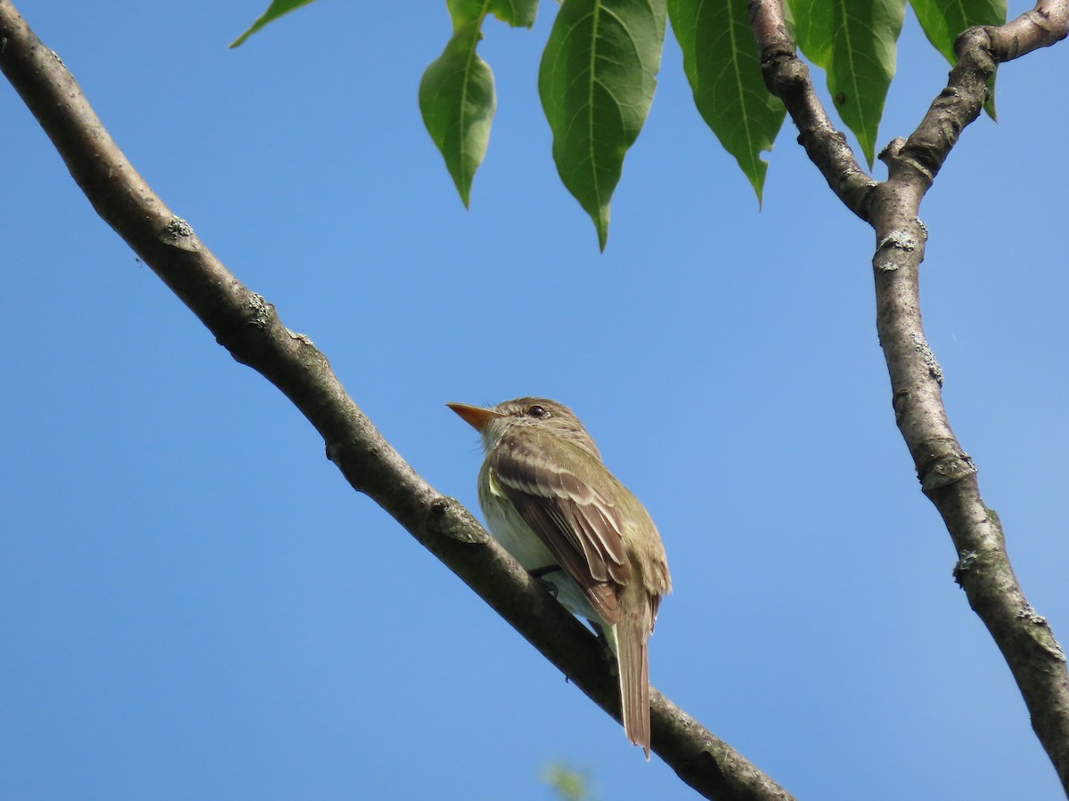 Least Flycatcher - ML595806691