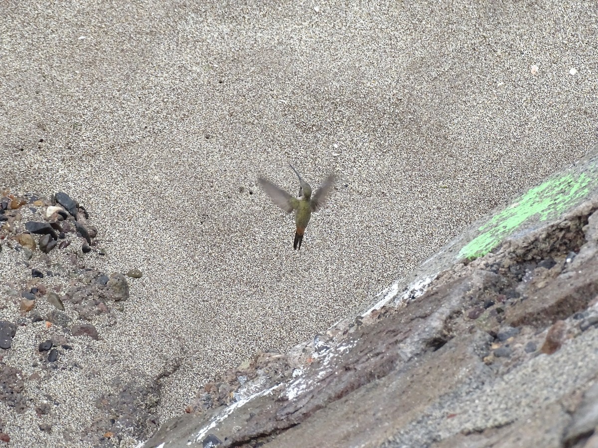 Colibrí del Atacama - ML595806721