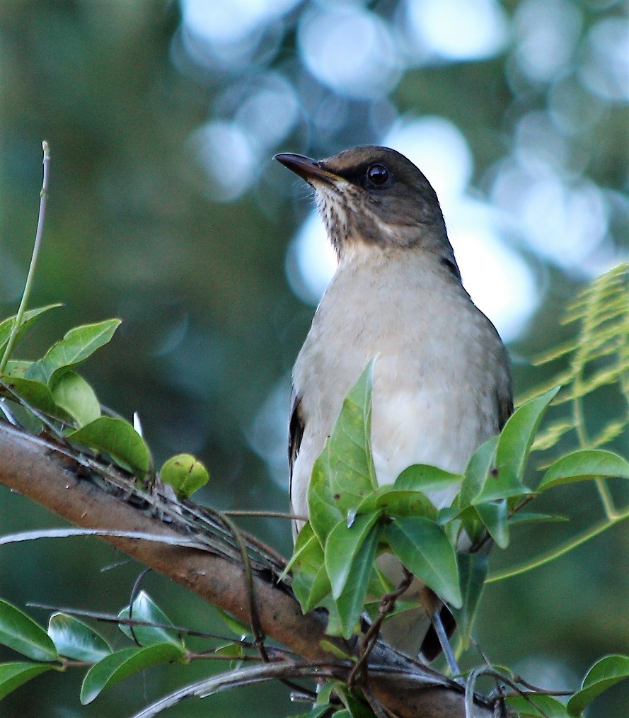 Creamy-bellied Thrush - ML59580711