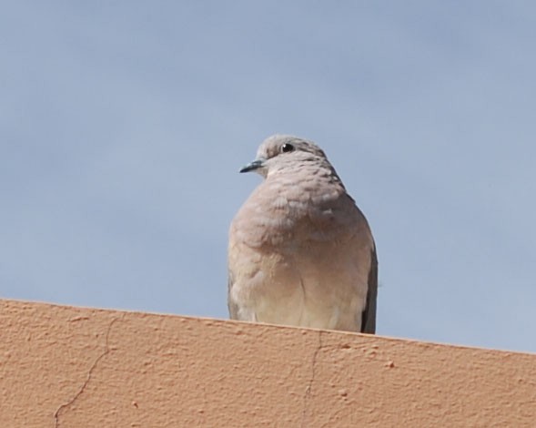 Picui Ground Dove - ML595807291