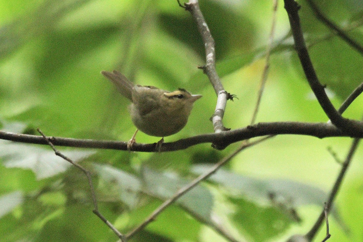 Worm-eating Warbler - Troy Hibbitts