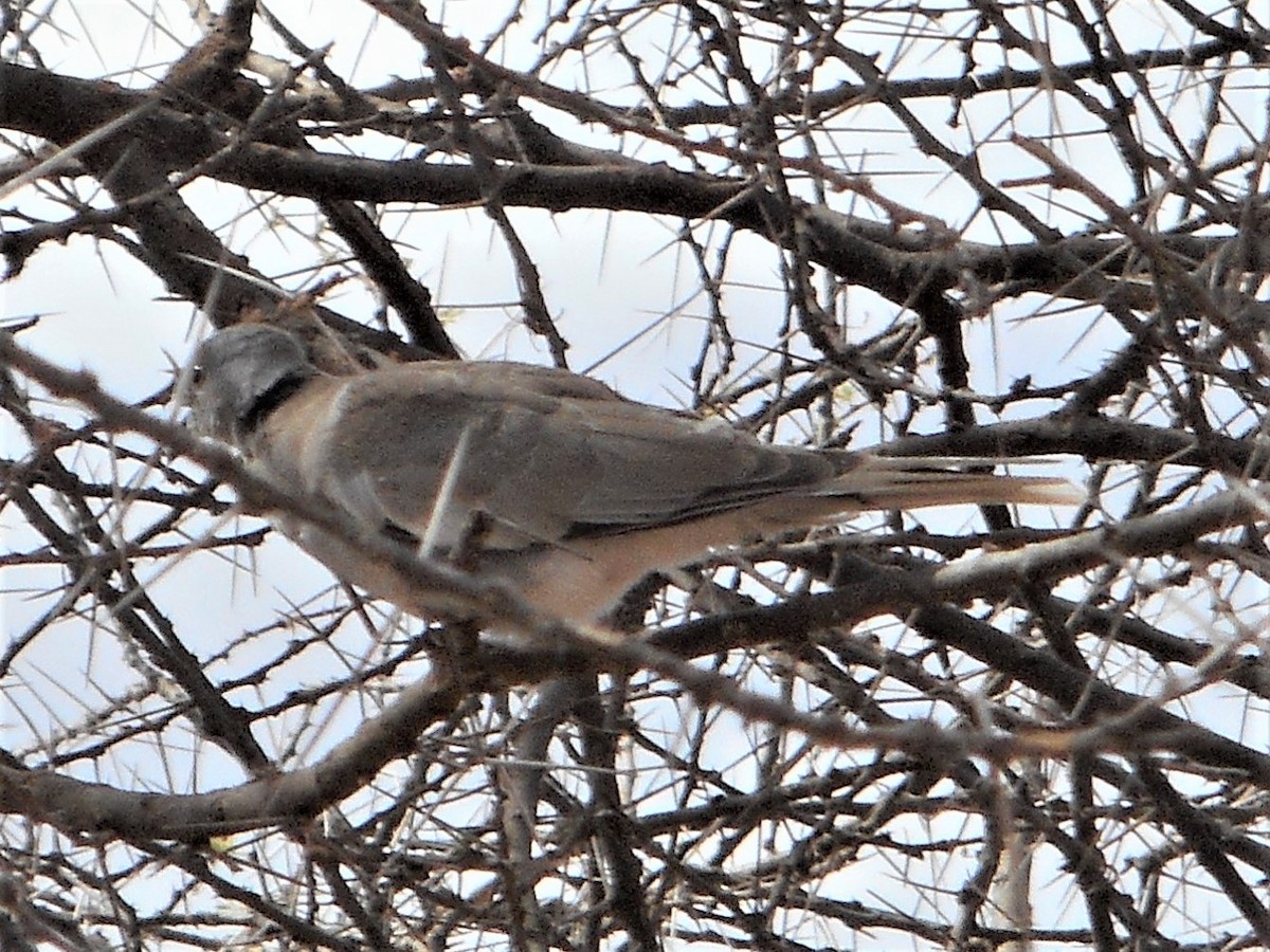 White-winged Collared-Dove - ML595808591