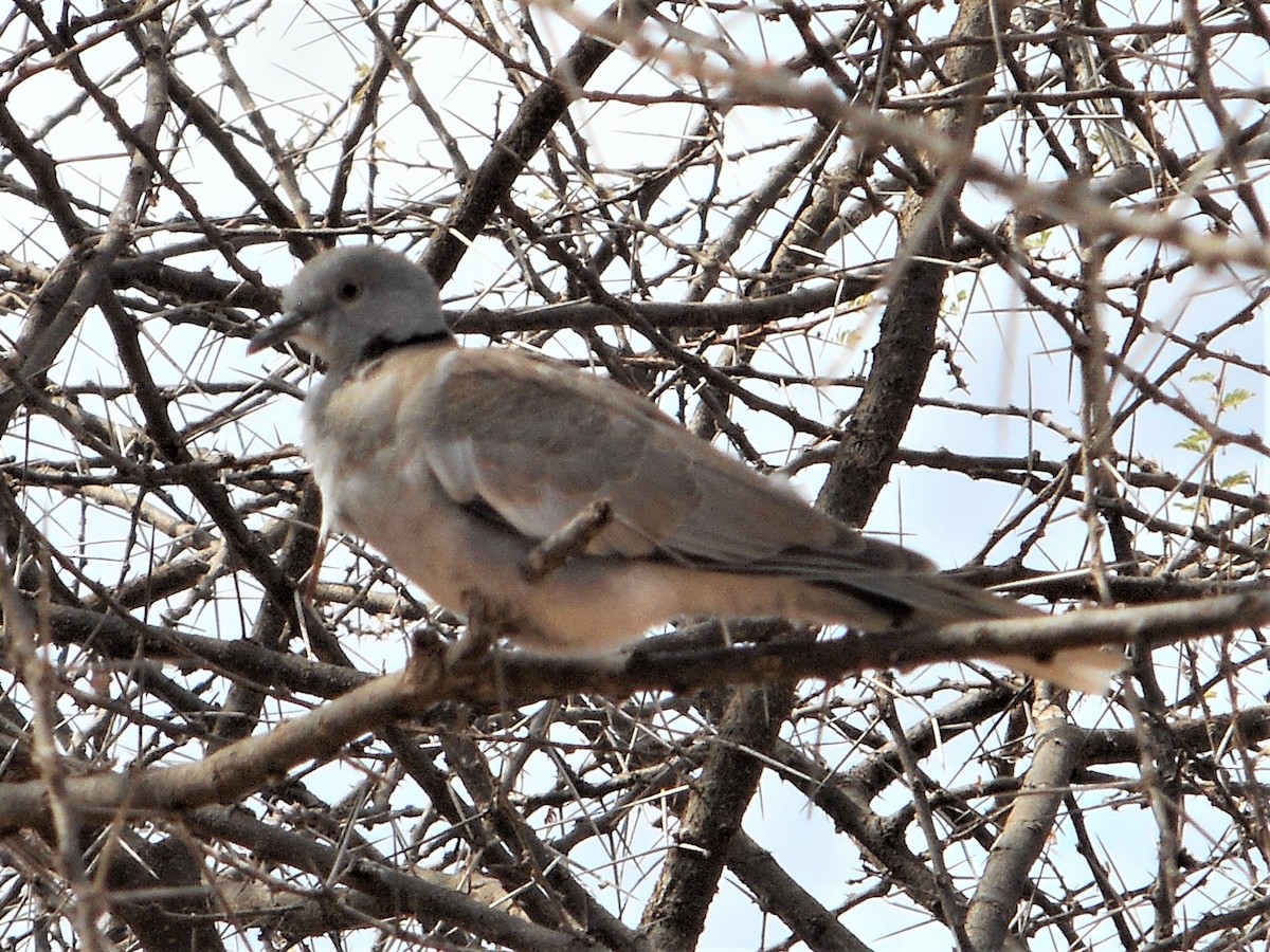 White-winged Collared-Dove - ML595808601