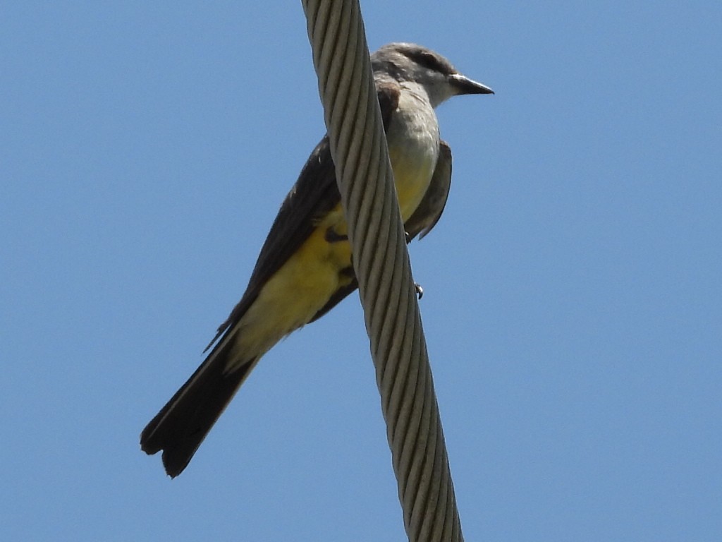 Western Kingbird - ML595808661