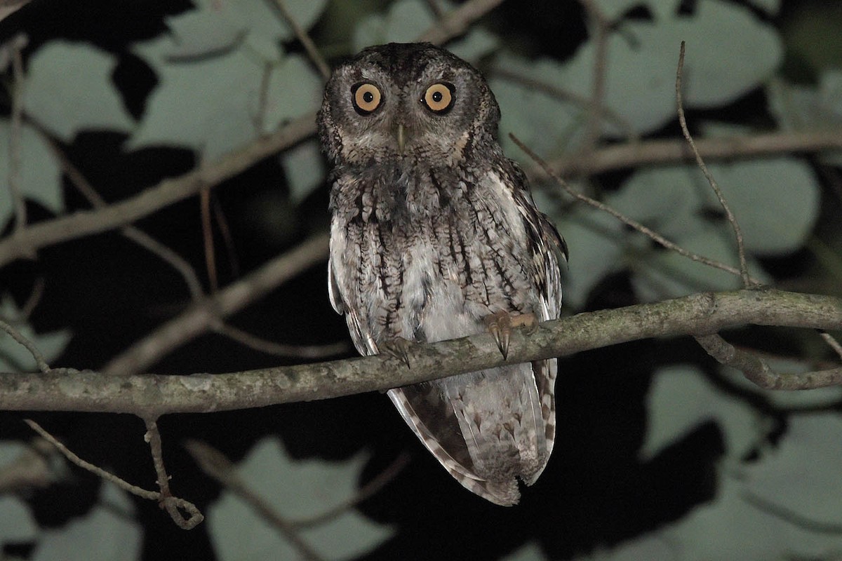 Eastern Screech-Owl - Troy Hibbitts