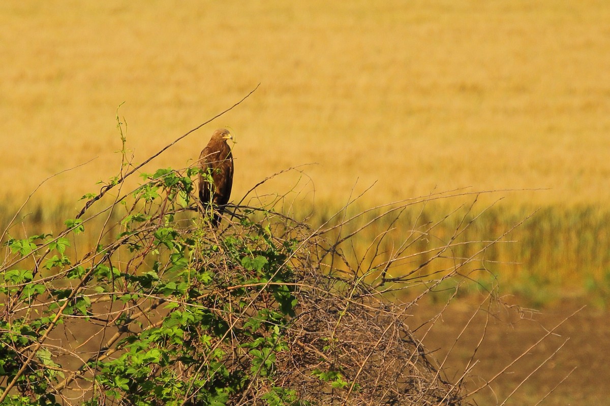 Lesser Spotted Eagle - ML595808911