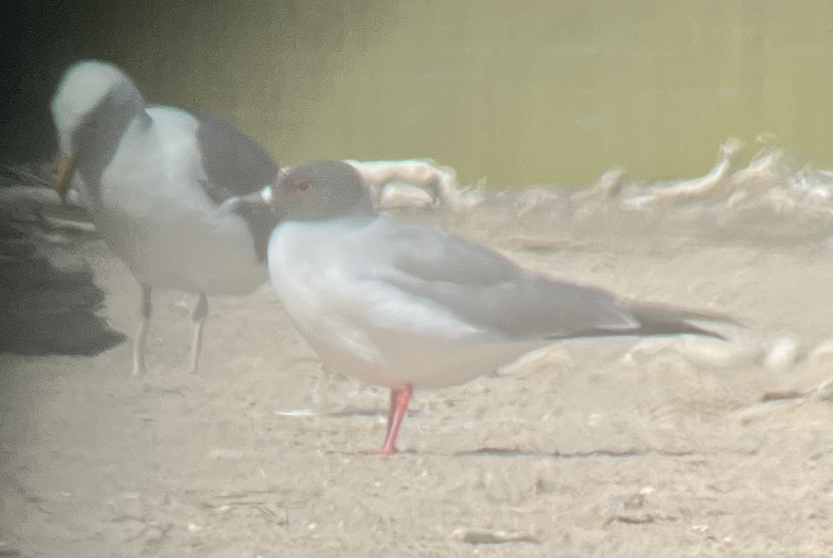 Swallow-tailed Gull - ML595808941