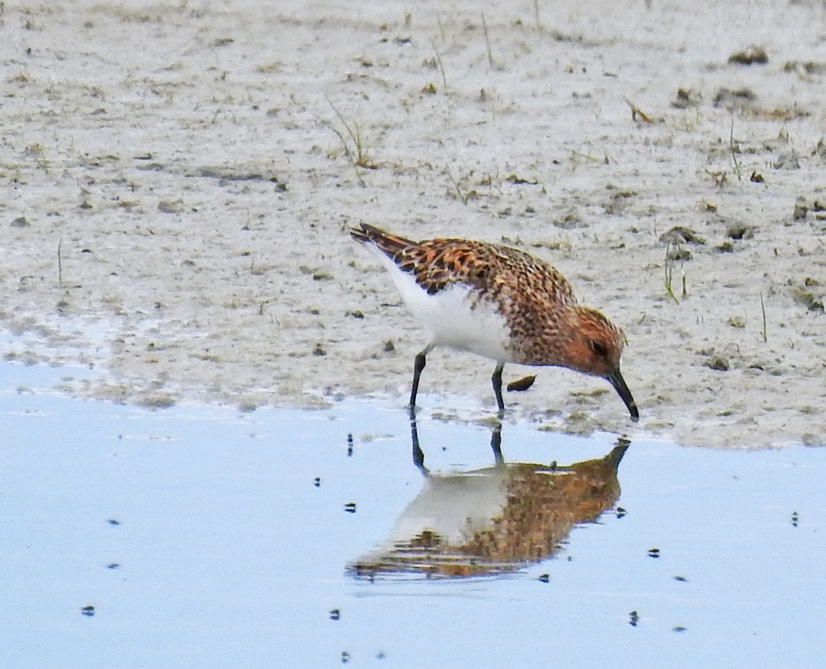 Bécasseau sanderling - ML59580951