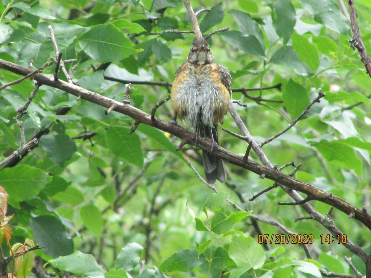 American Robin - ML595810051
