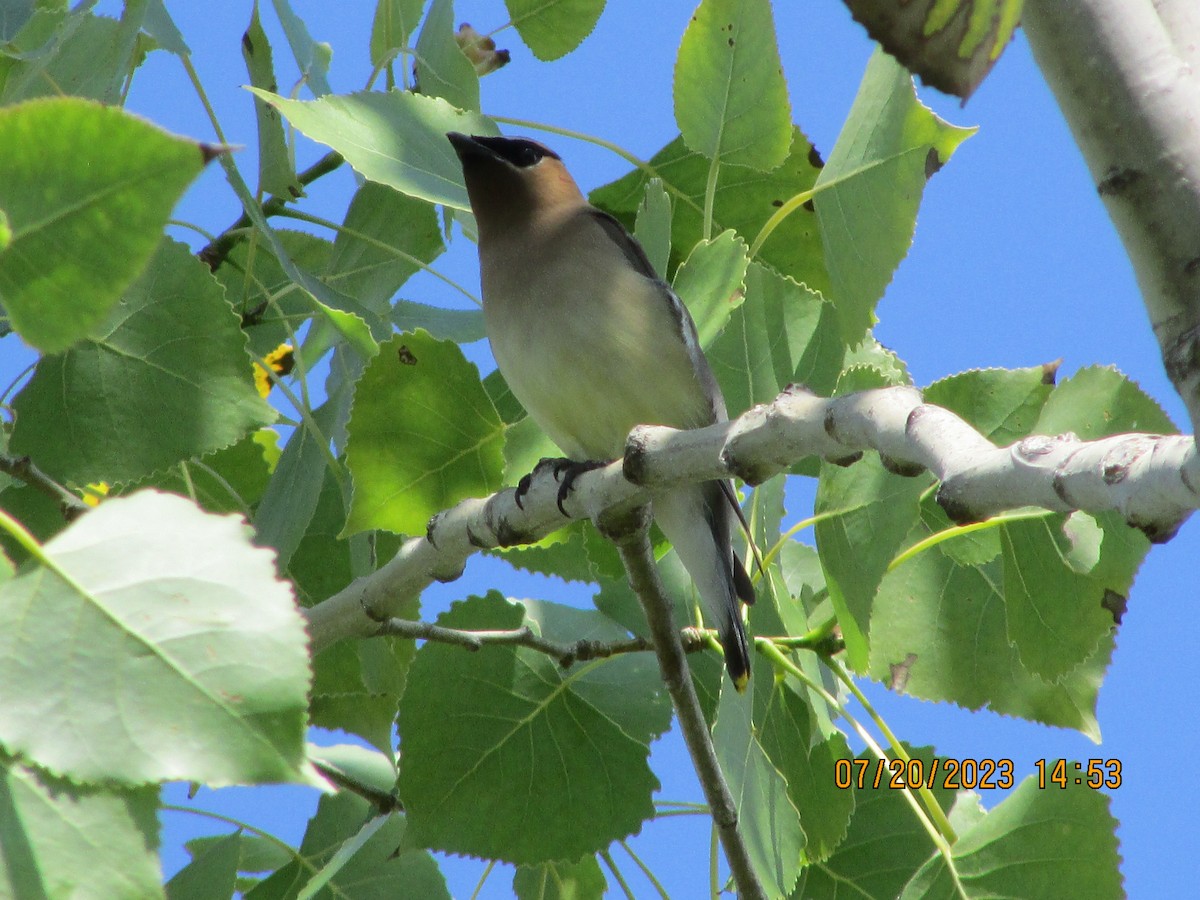 Cedar Waxwing - ML595810241
