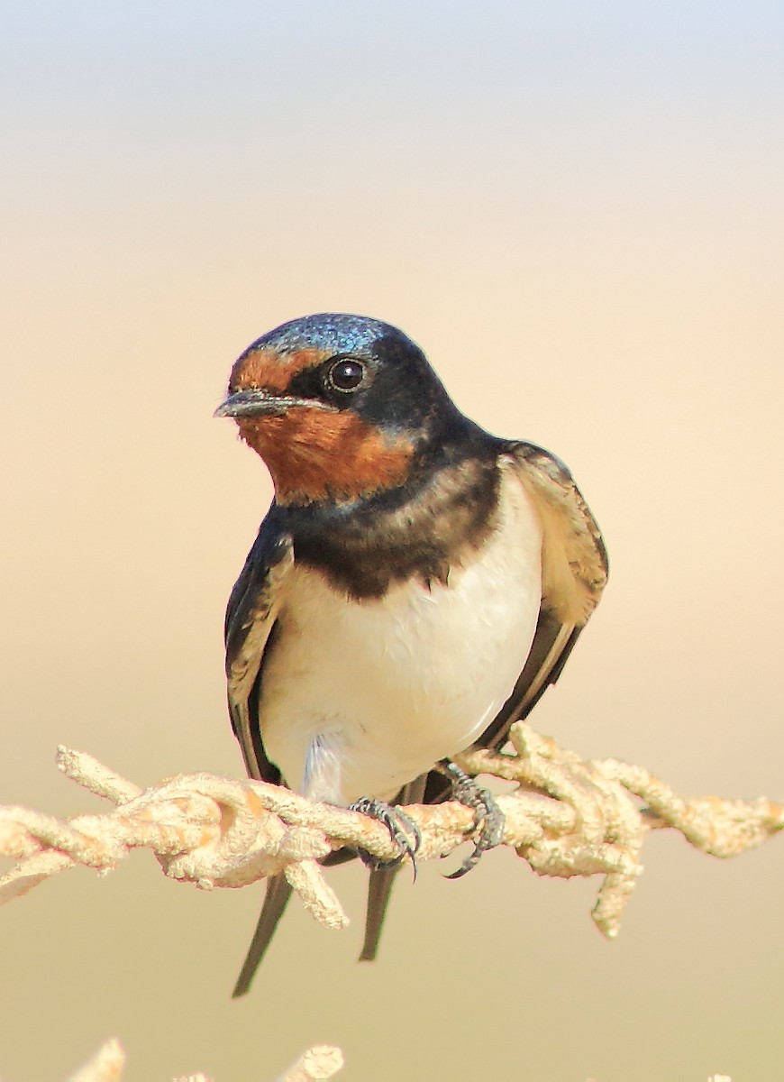 Barn Swallow - ML59581031