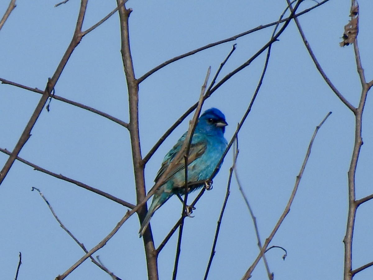 Indigo Bunting - ML595810331