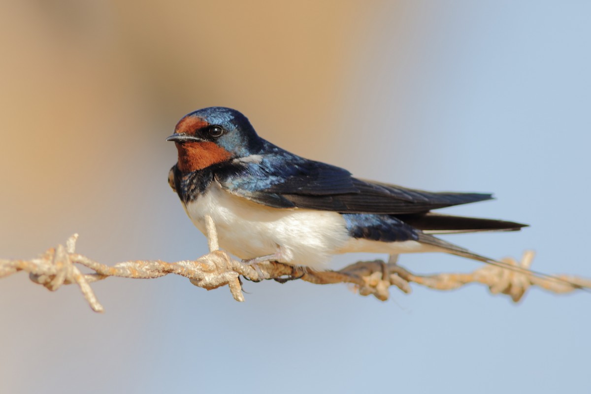 Golondrina Común - ML59581041