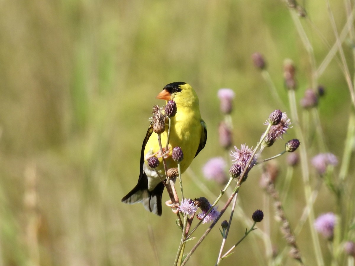 American Goldfinch - ML595810491