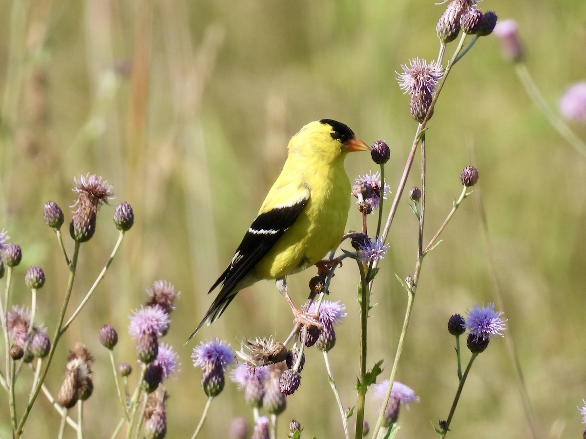 American Goldfinch - ML595810531