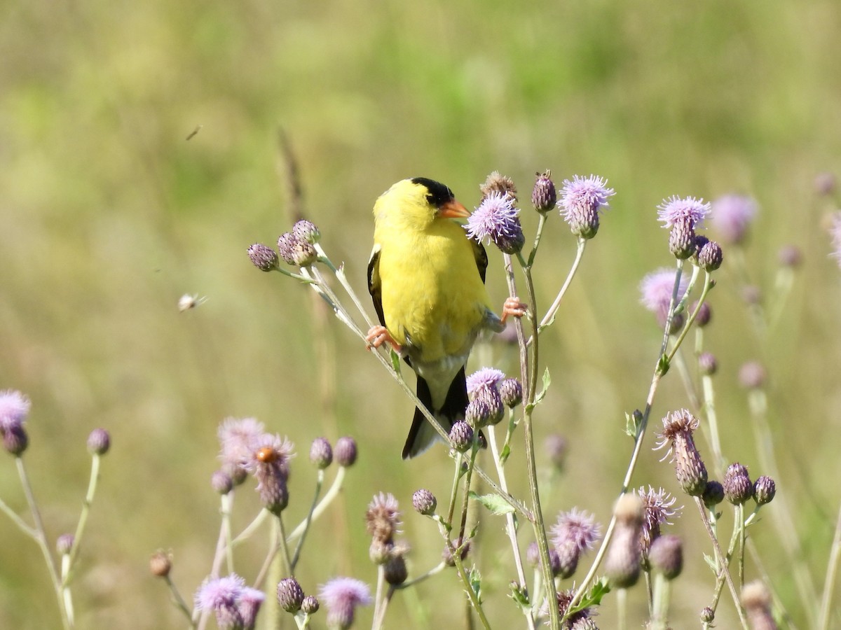 American Goldfinch - ML595810621