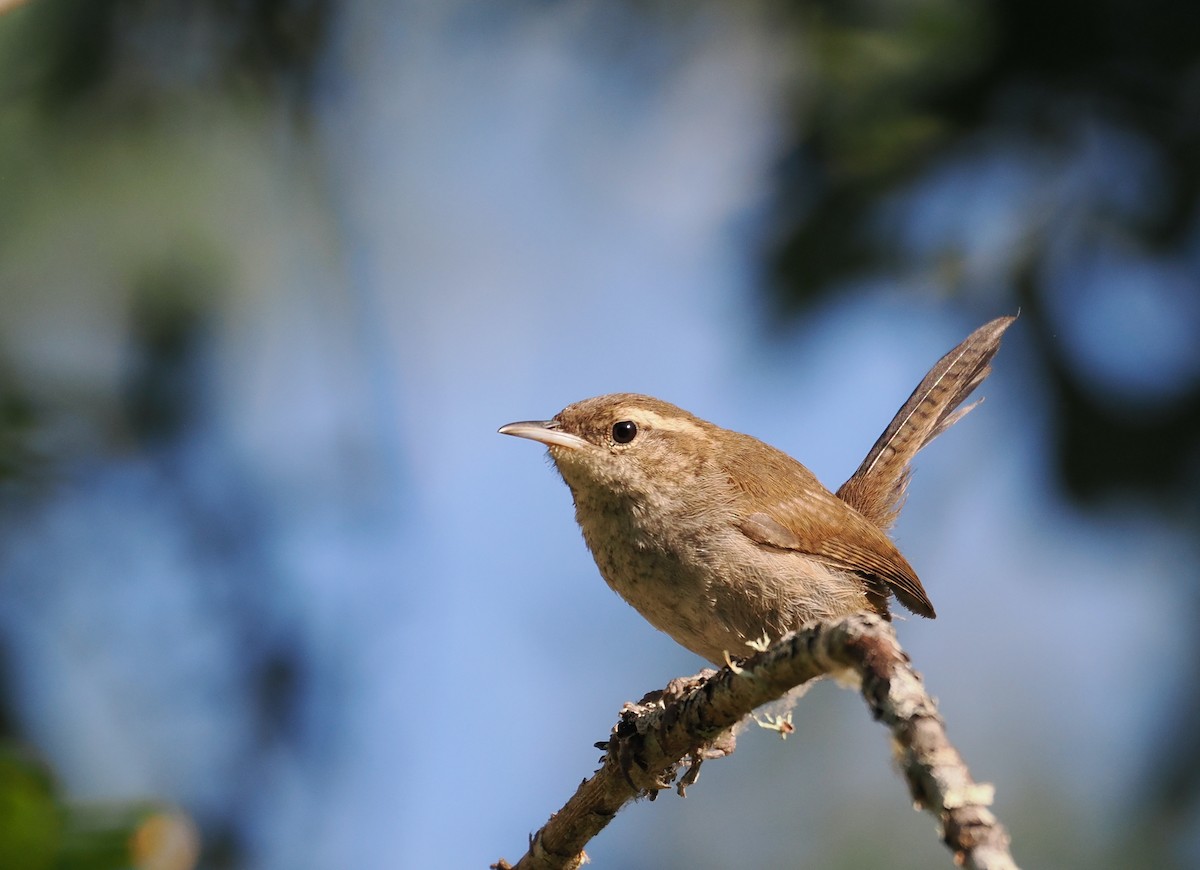 Bewick's Wren - Roger Hoffman