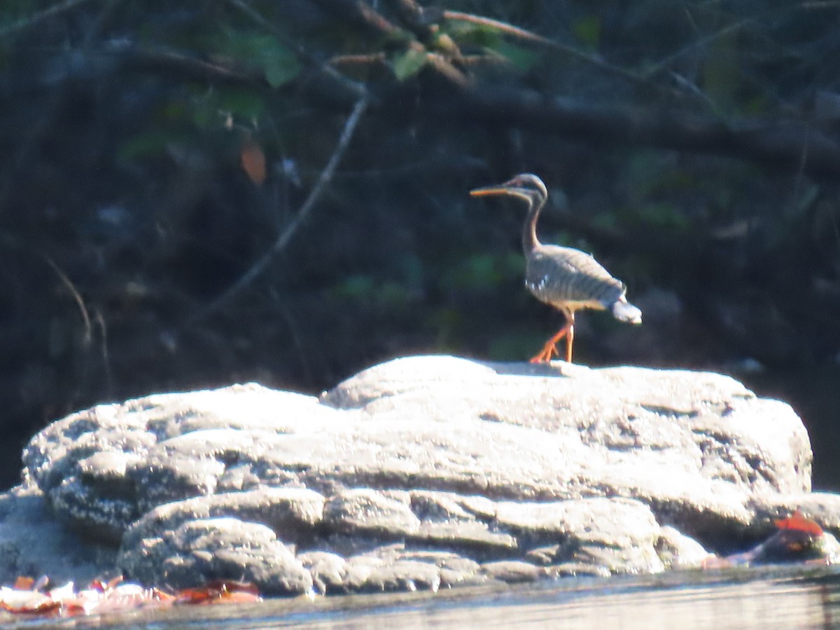 Sunbittern - ML595811731