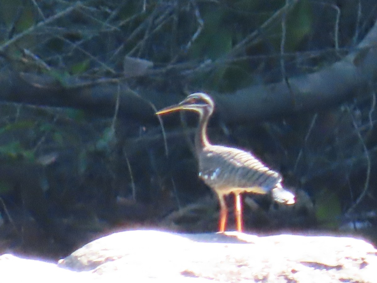 Sunbittern - ML595811781