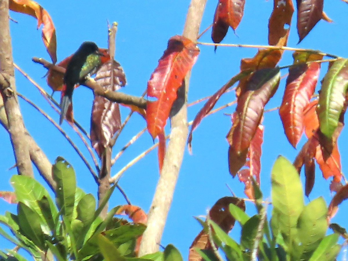 Jacamar à ventre blanc - ML595812131