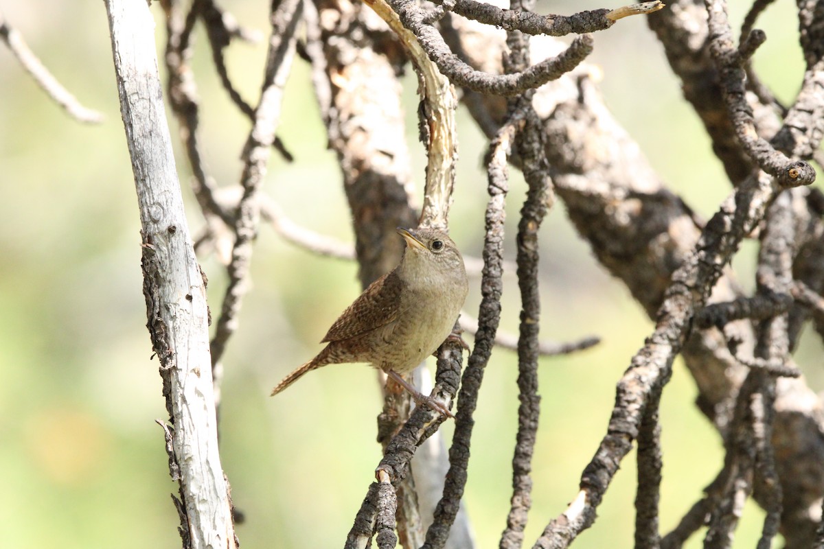 Northern House Wren - ML595812151
