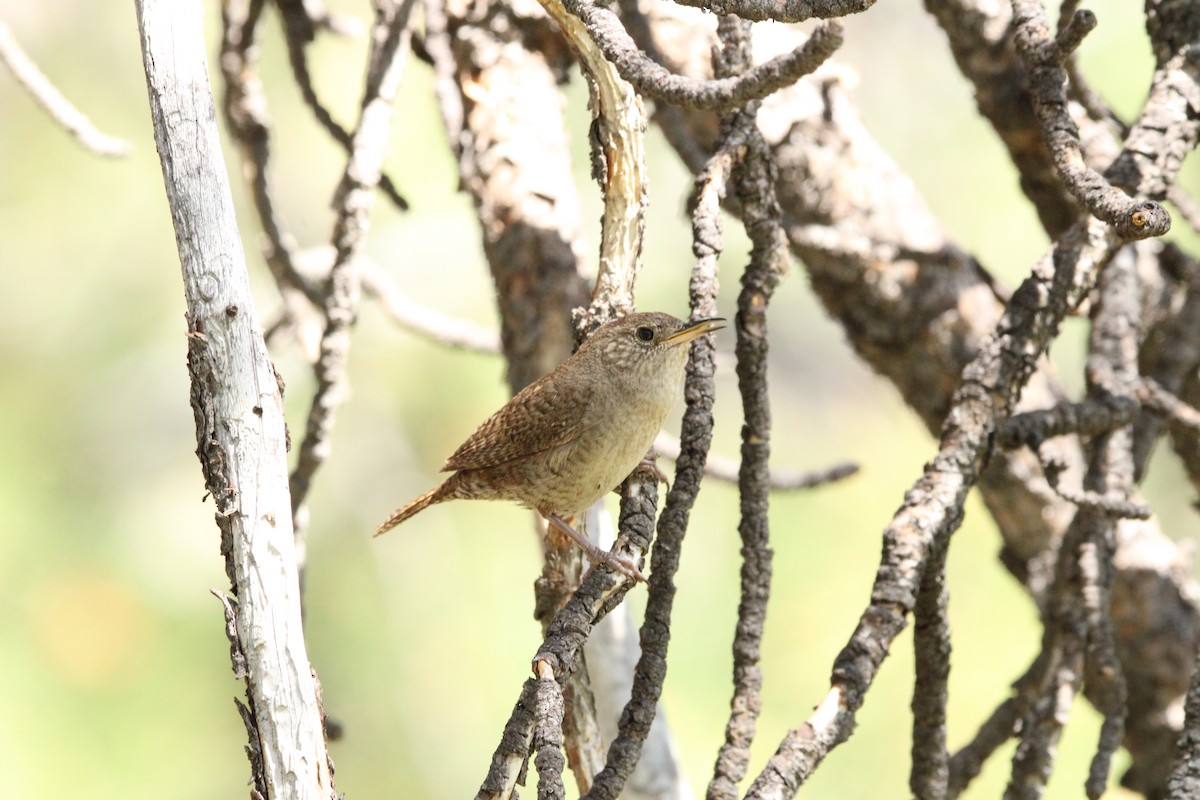 Northern House Wren - ML595812161