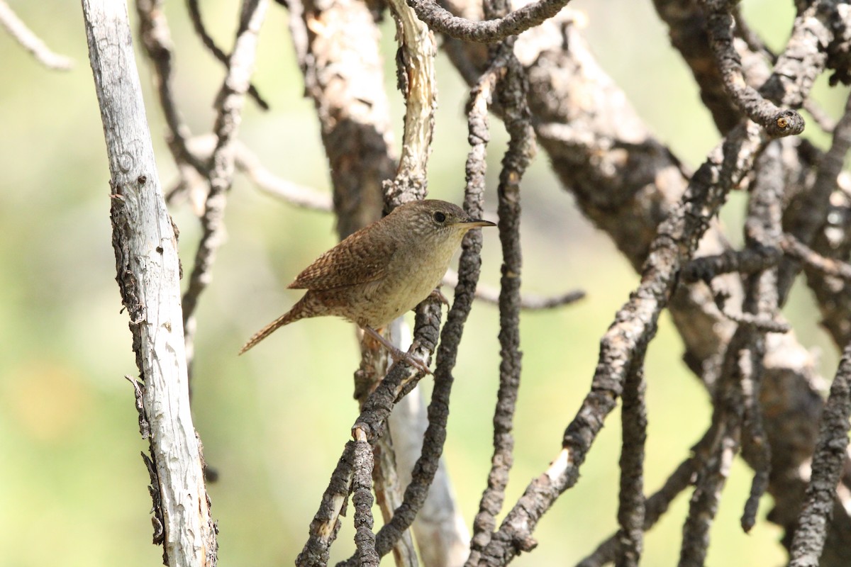 Northern House Wren - ML595812181