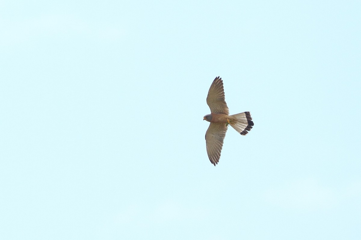 Lesser Kestrel - ML595812381